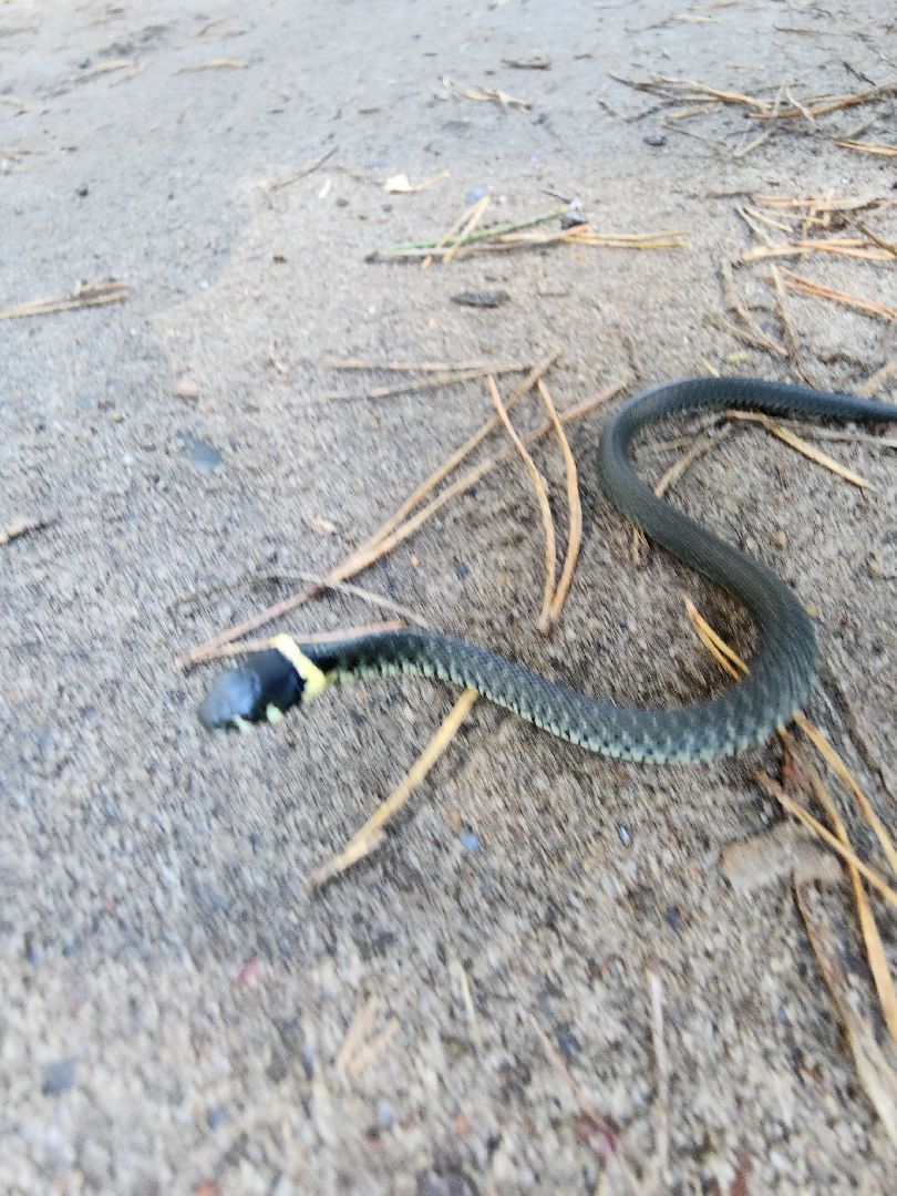 егорьевск, змеи, подмосковье, лес, подмосковье, лес,