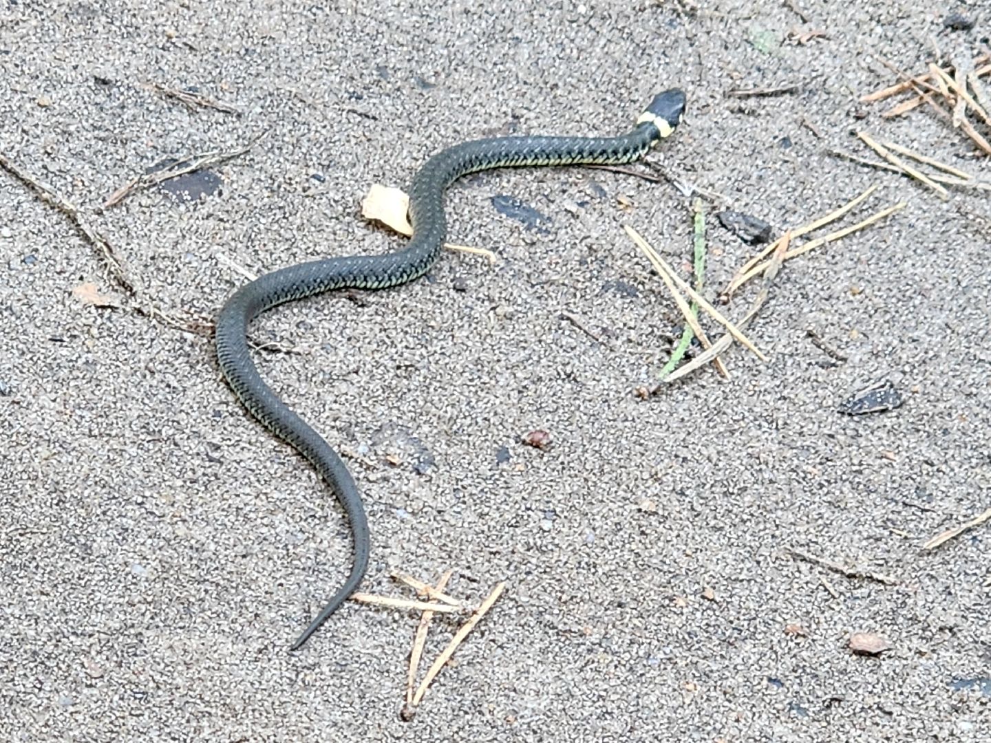 егорьевск, змеи, подмосковье, лес, подмосковье, лес,