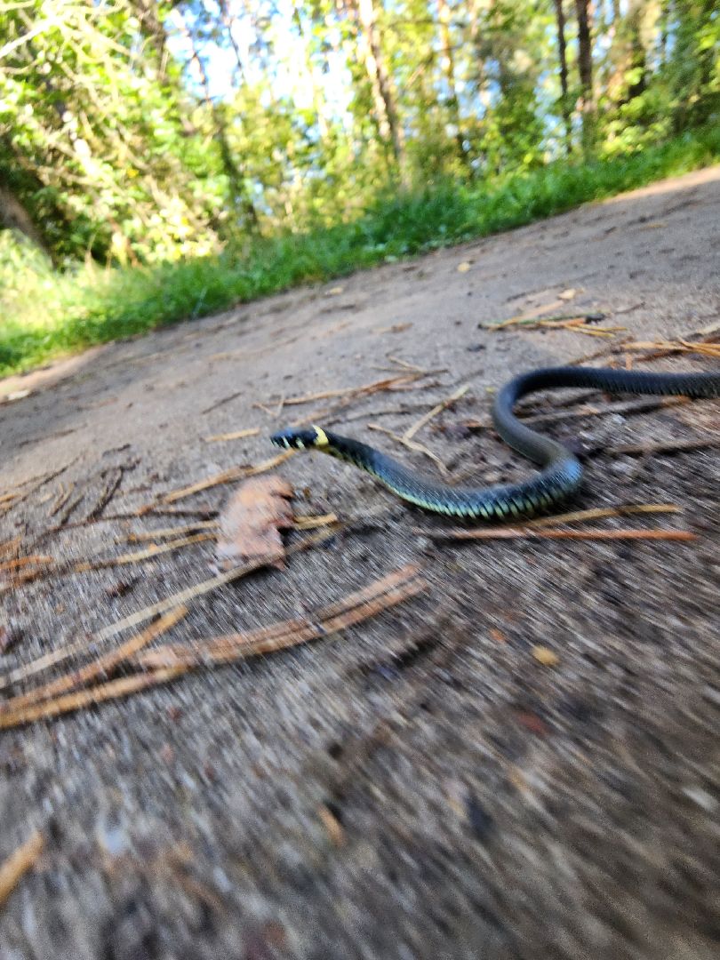 егорьевск, змеи, подмосковье, лес, подмосковье, лес,