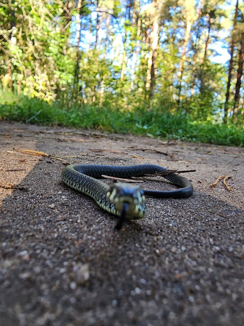 егорьевск, змеи, подмосковье, лес, подмосковье, лес,