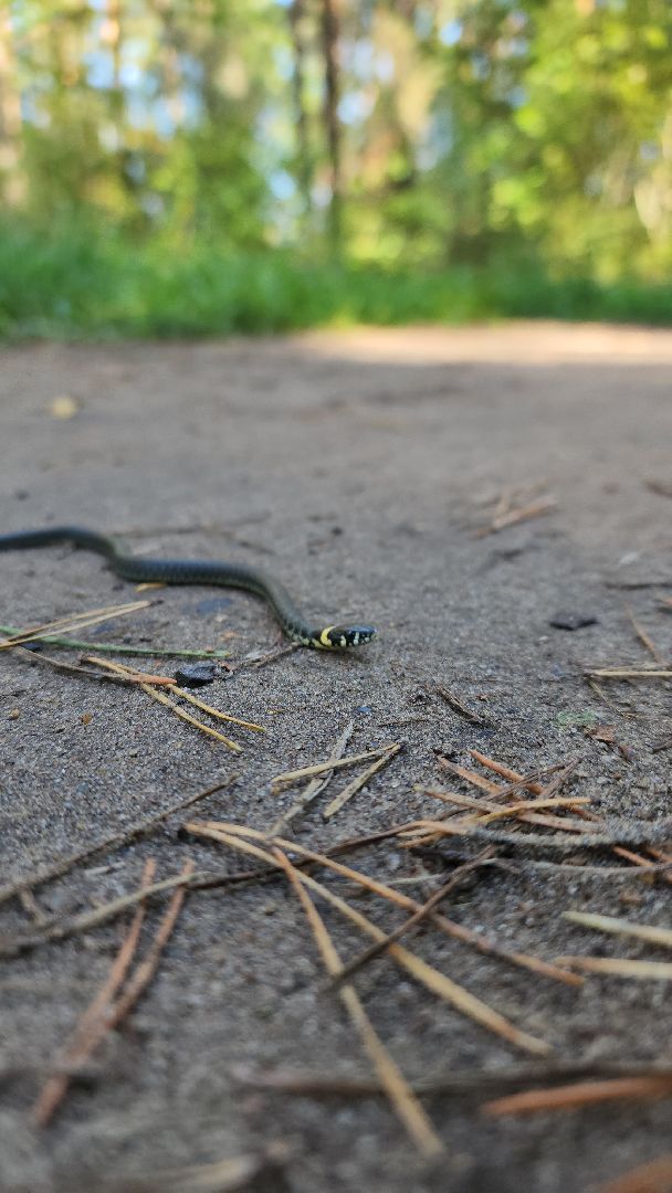 егорьевск, змеи, подмосковье, лес, подмосковье, лес,