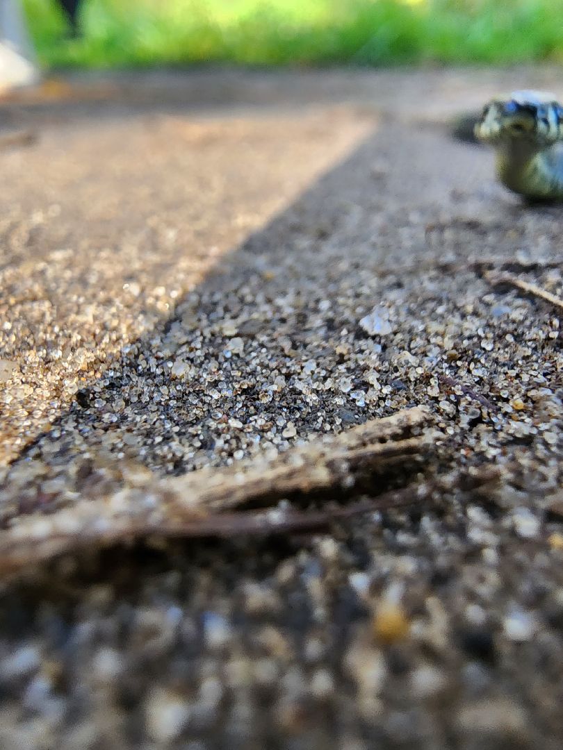 егорьевск, змеи, подмосковье, лес, подмосковье, лес,