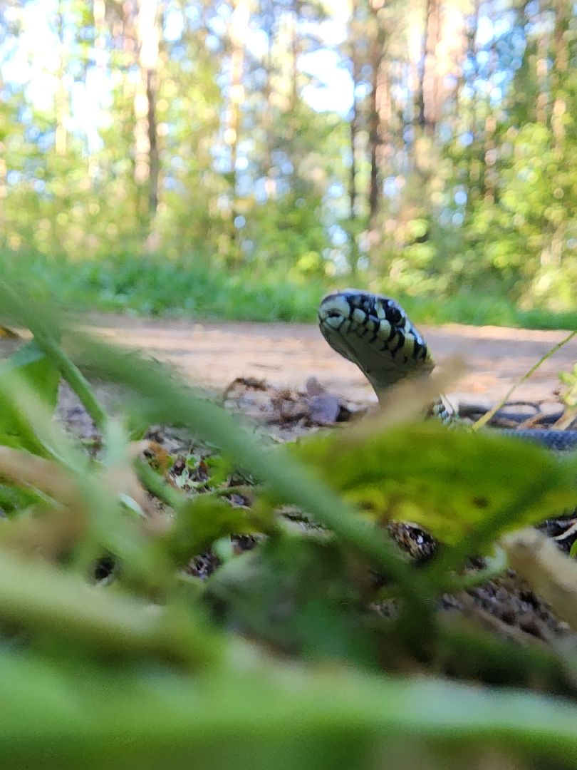 егорьевск, змеи, подмосковье, лес, подмосковье, лес,