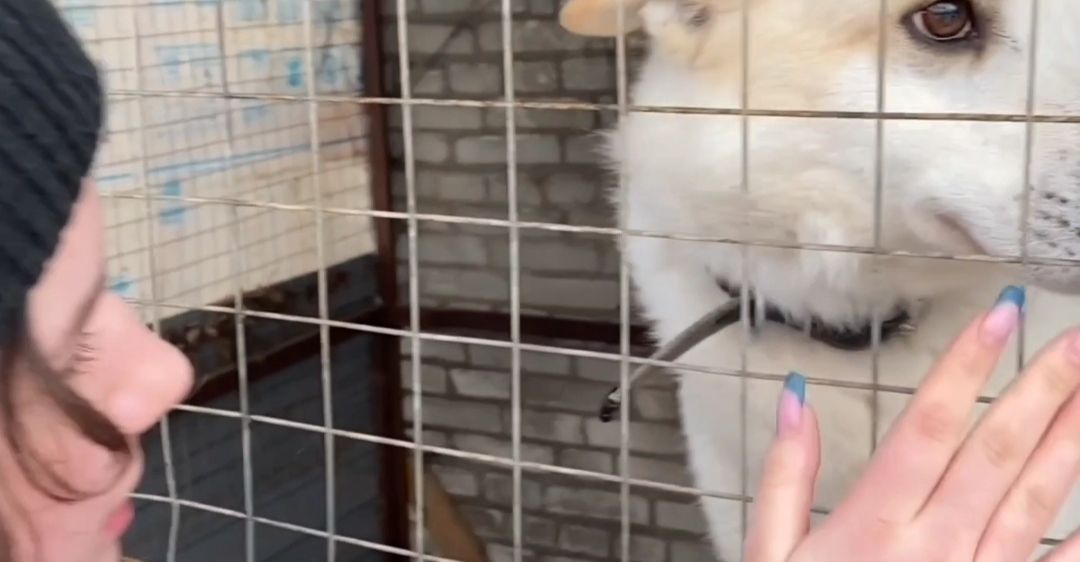 экология, приют, собаки, Щёлково, бездомные животные, ученики