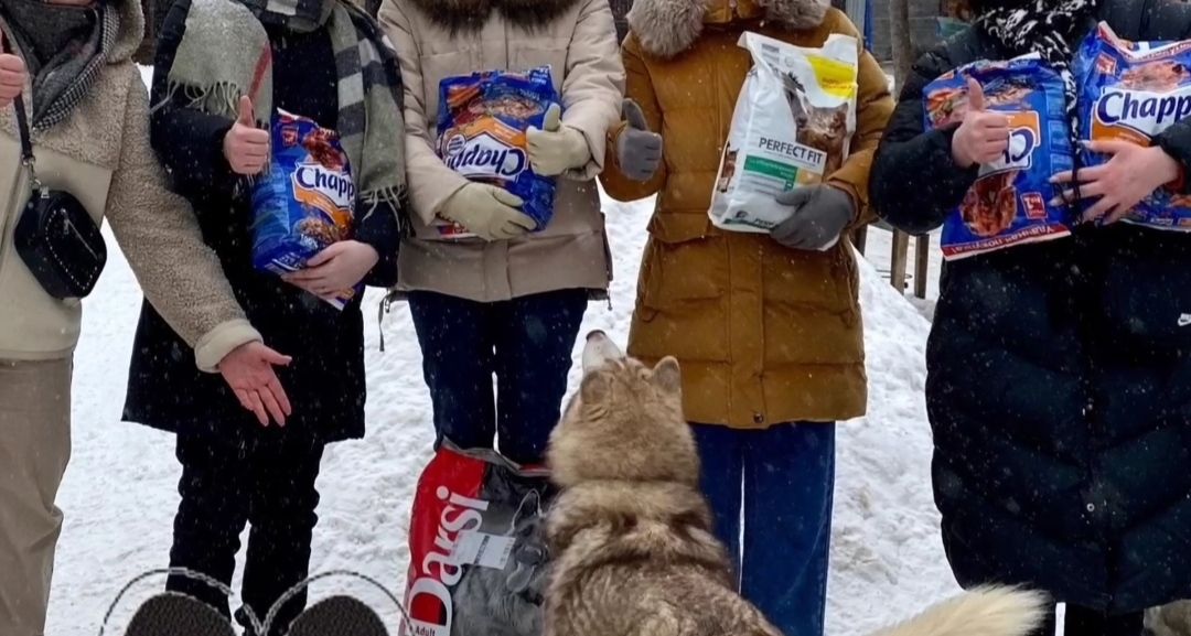 экология, приют, собаки, Щёлково, бездомные животные, ученики