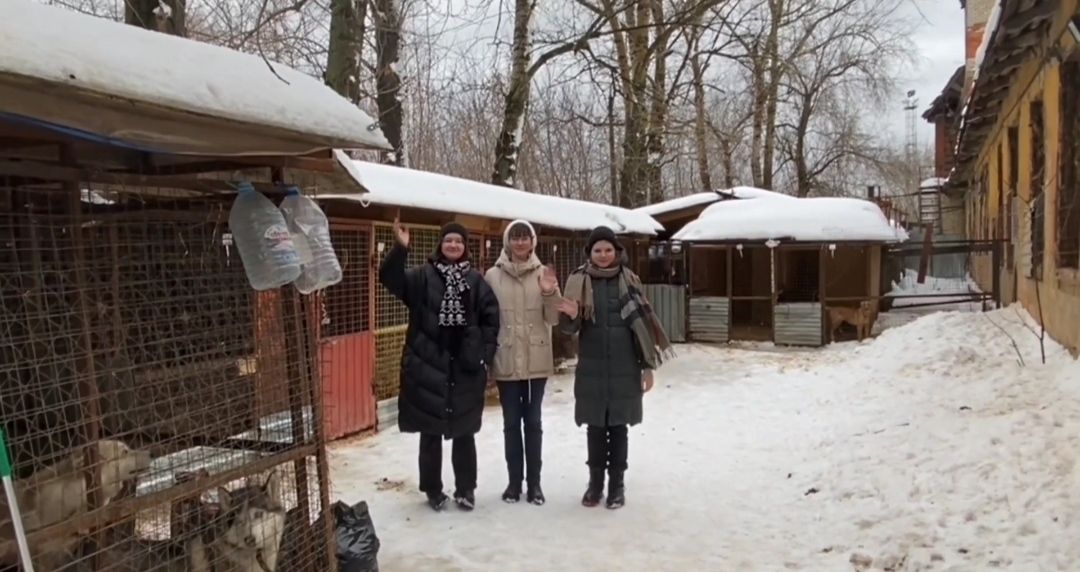 экология, приют, собаки, Щёлково, бездомные животные, ученики