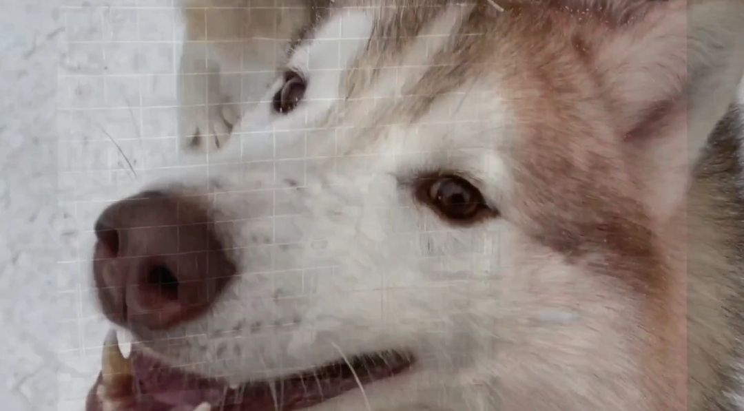 экология, приют, собаки, Щёлково, бездомные животные, ученики