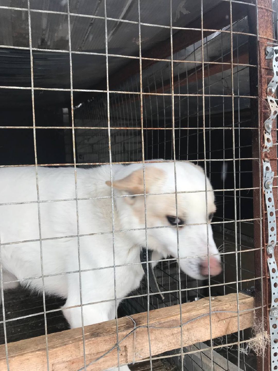 экология, приют, собаки, Щёлково, бездомные животные, ученики