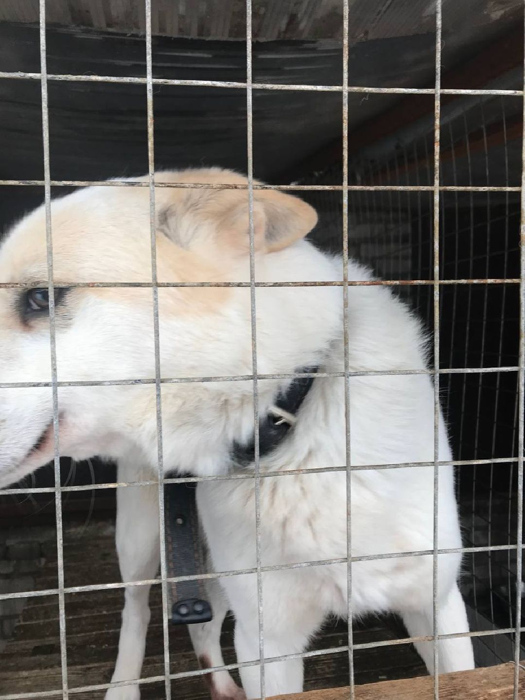 экология, приют, собаки, Щёлково, бездомные животные, ученики