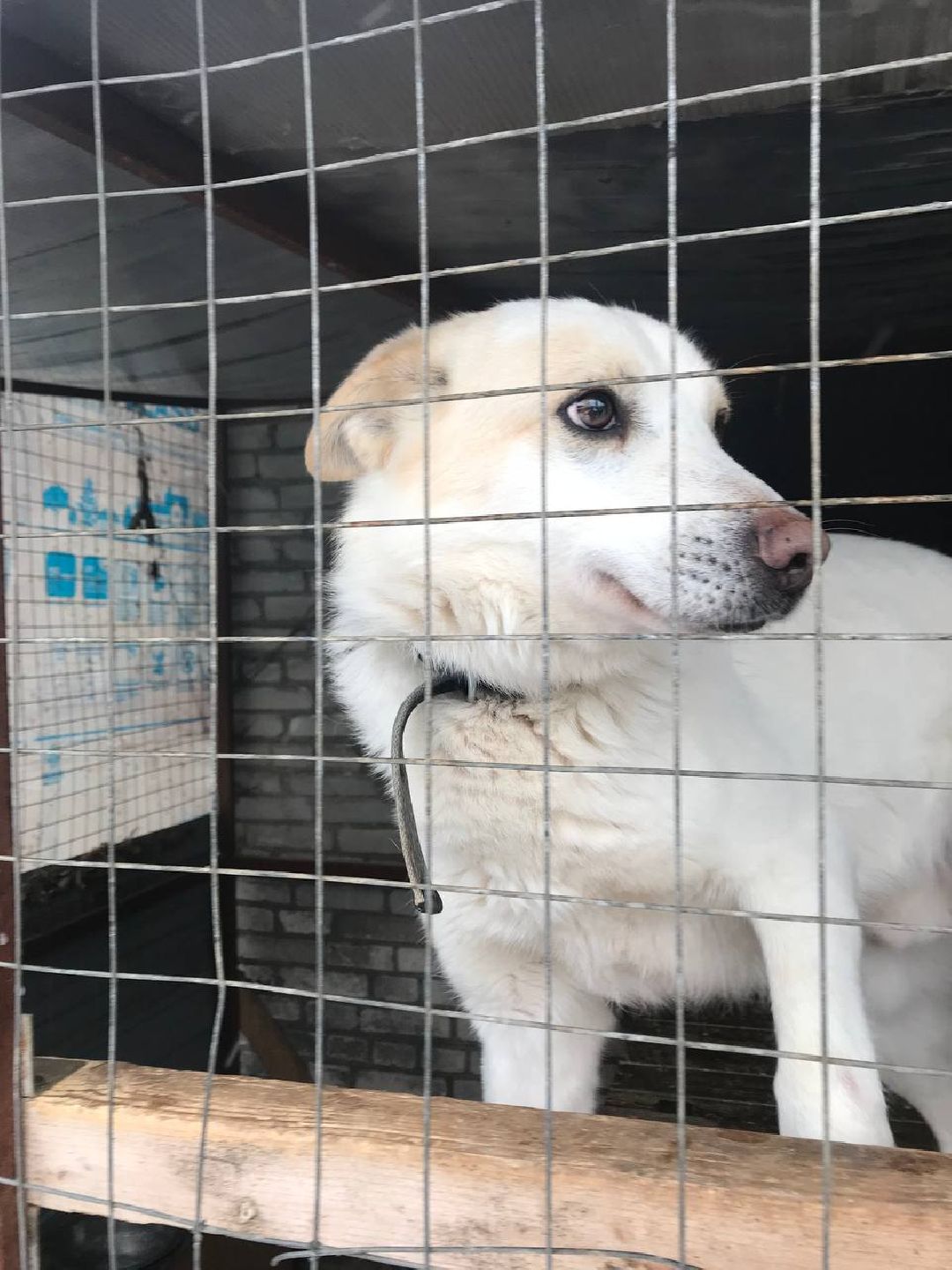 экология, приют, собаки, Щёлково, бездомные животные, ученики