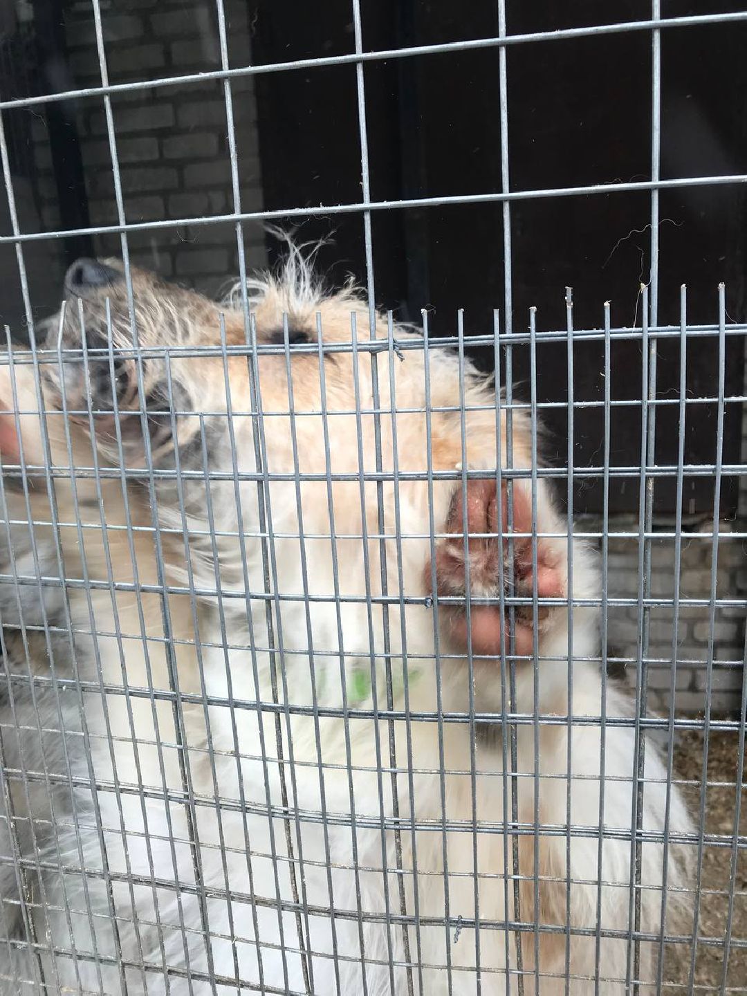 экология, приют, собаки, Щёлково, бездомные животные, ученики