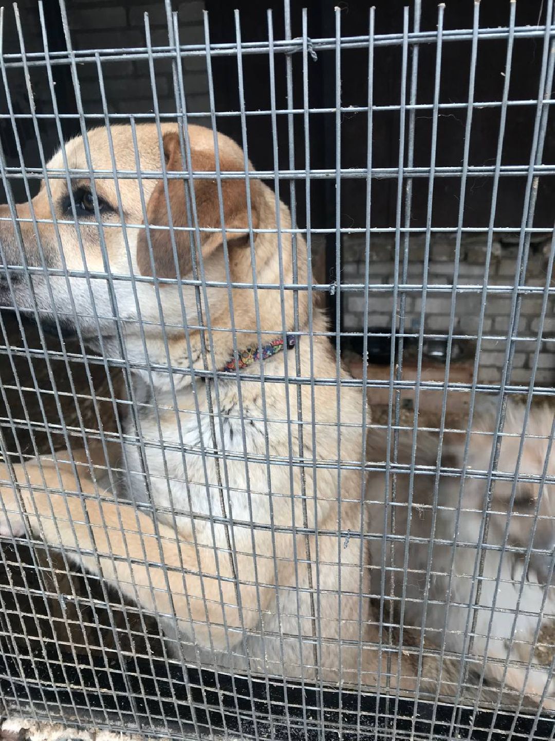 экология, приют, собаки, Щёлково, бездомные животные, ученики