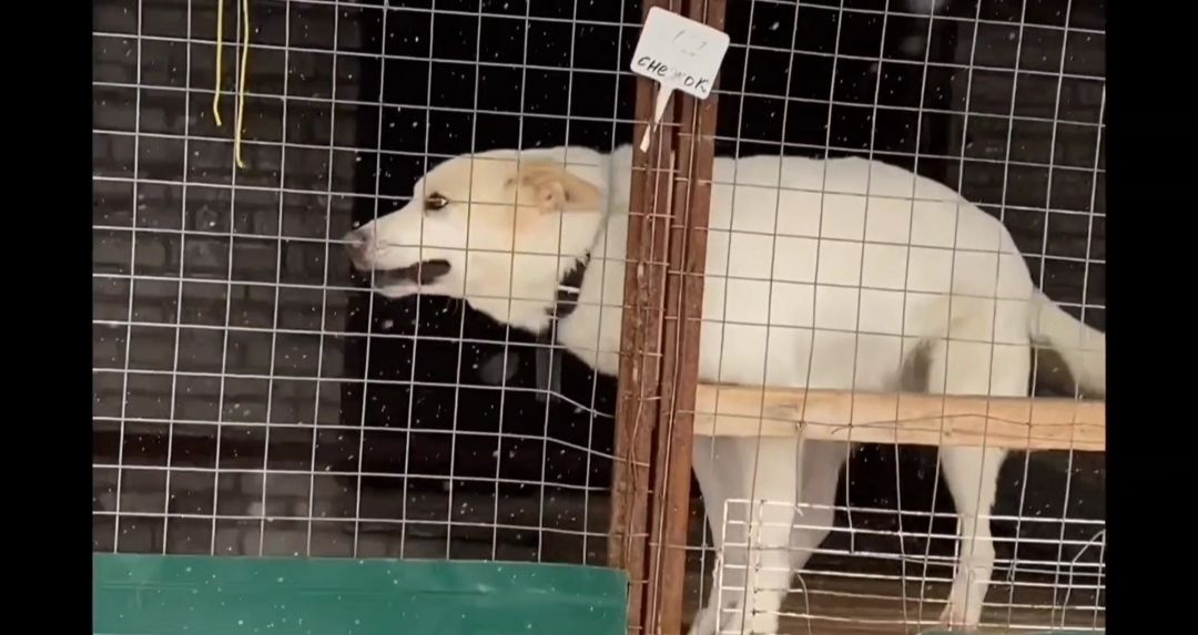 экология, приют, собаки, Щёлково, бездомные животные, ученики