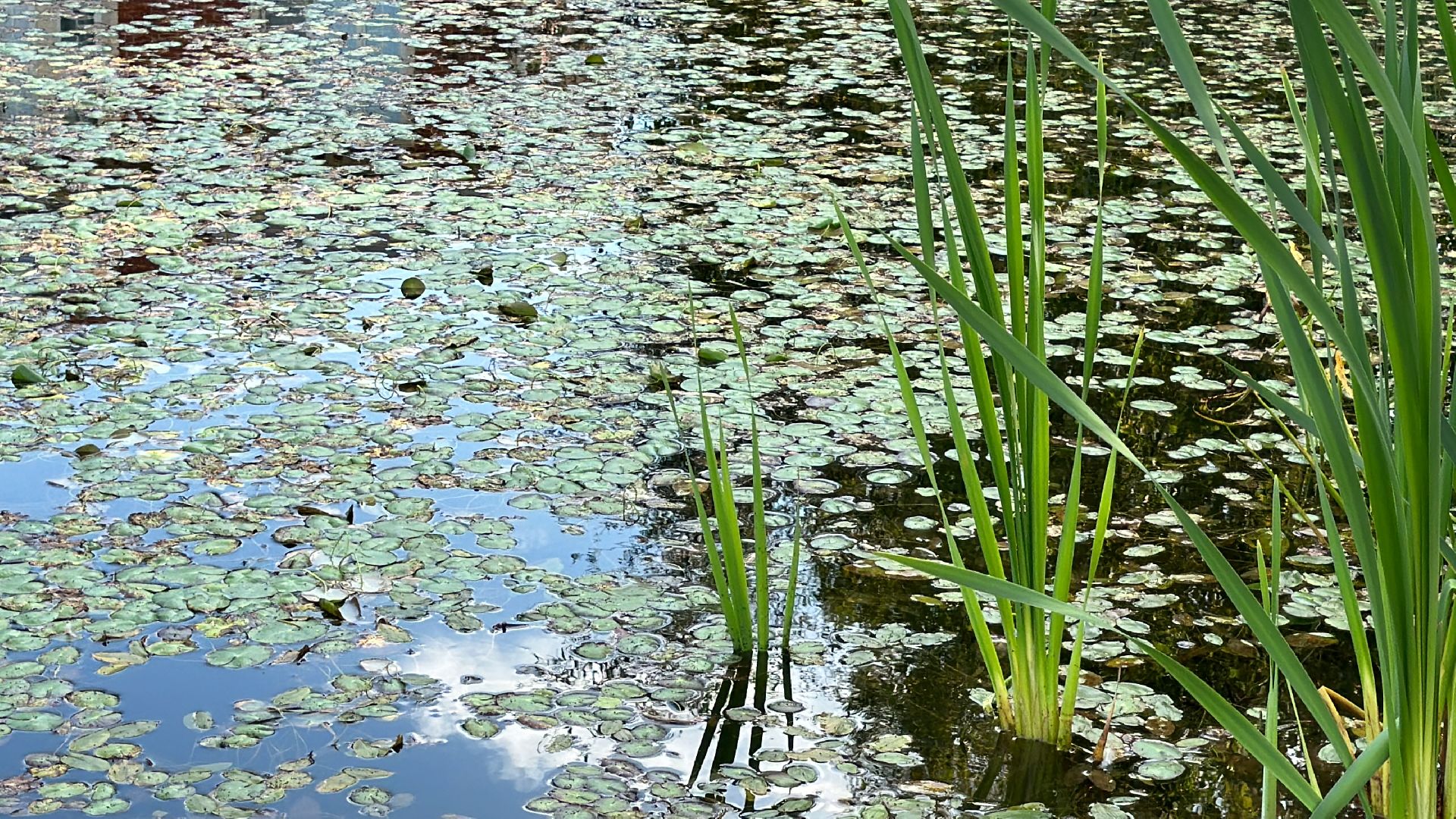 Одинцово, Экология, Новая Рожновка,