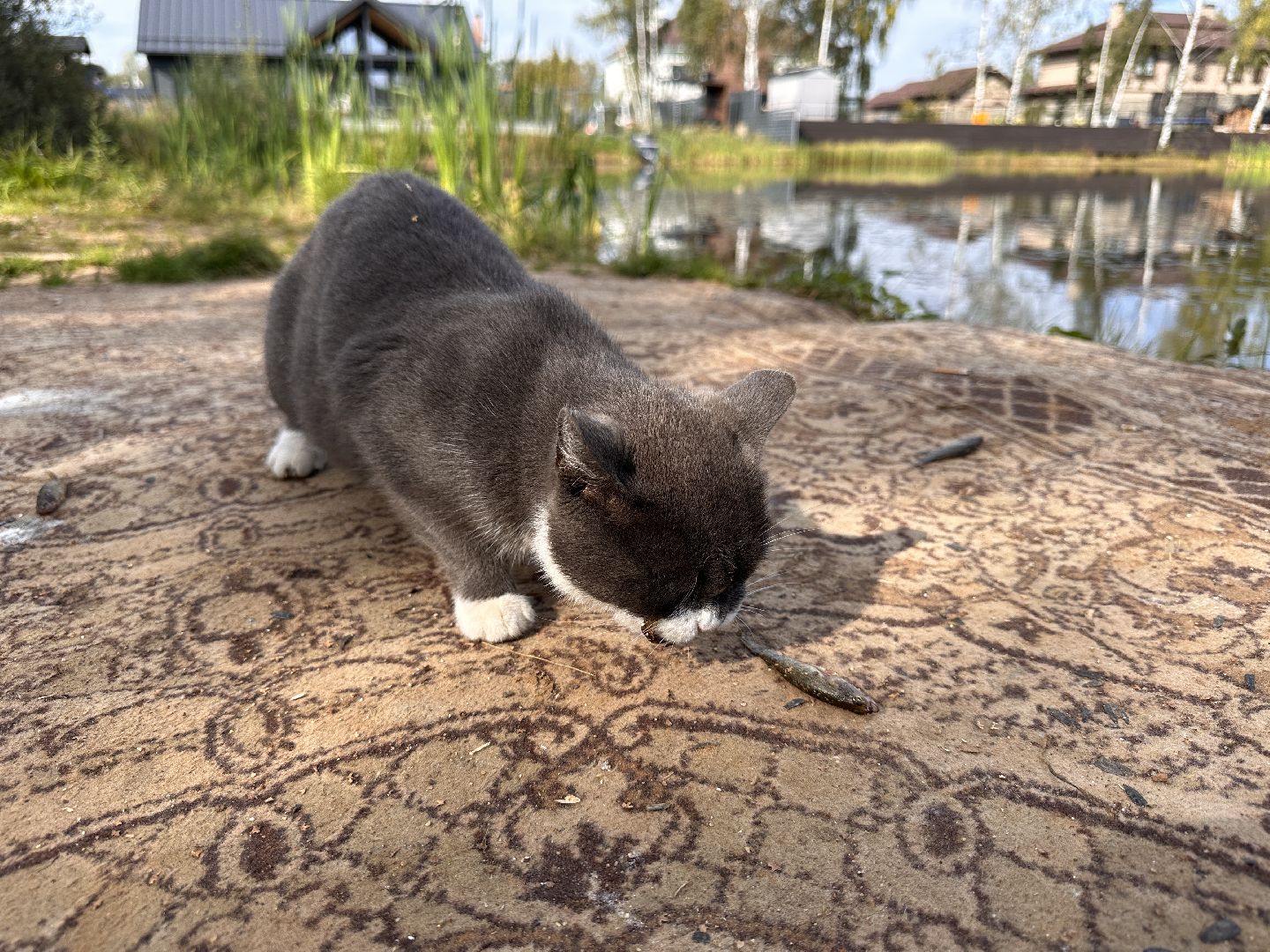 Одинцово, Экология, Новая Рожновка,