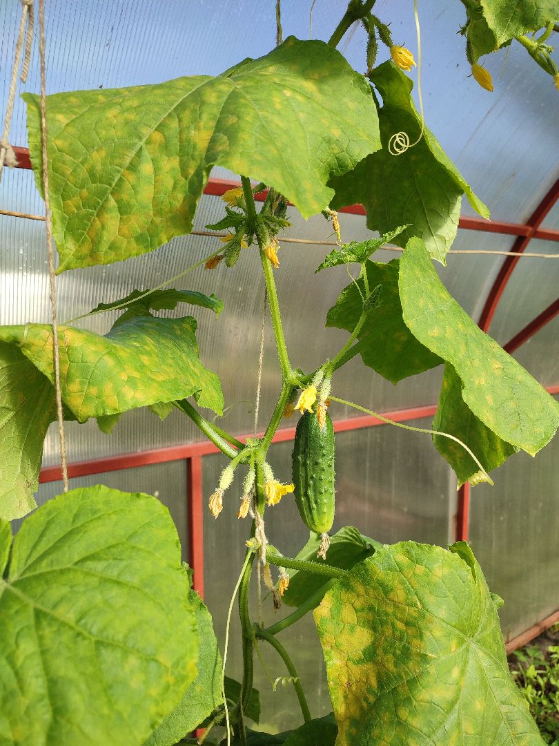 активноедолголетие, заготовки, осень, талдом, подготовкакзиме,