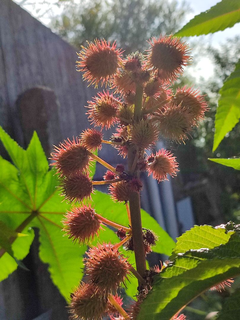 активноедолголетие, заготовки, осень, талдом, подготовкакзиме,