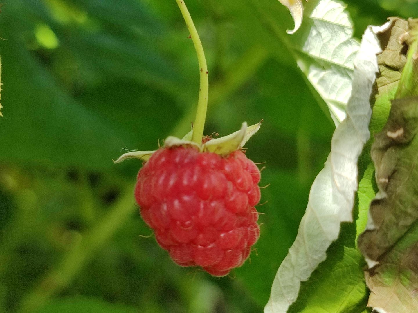 активноедолголетие, заготовки, осень, талдом, подготовкакзиме,