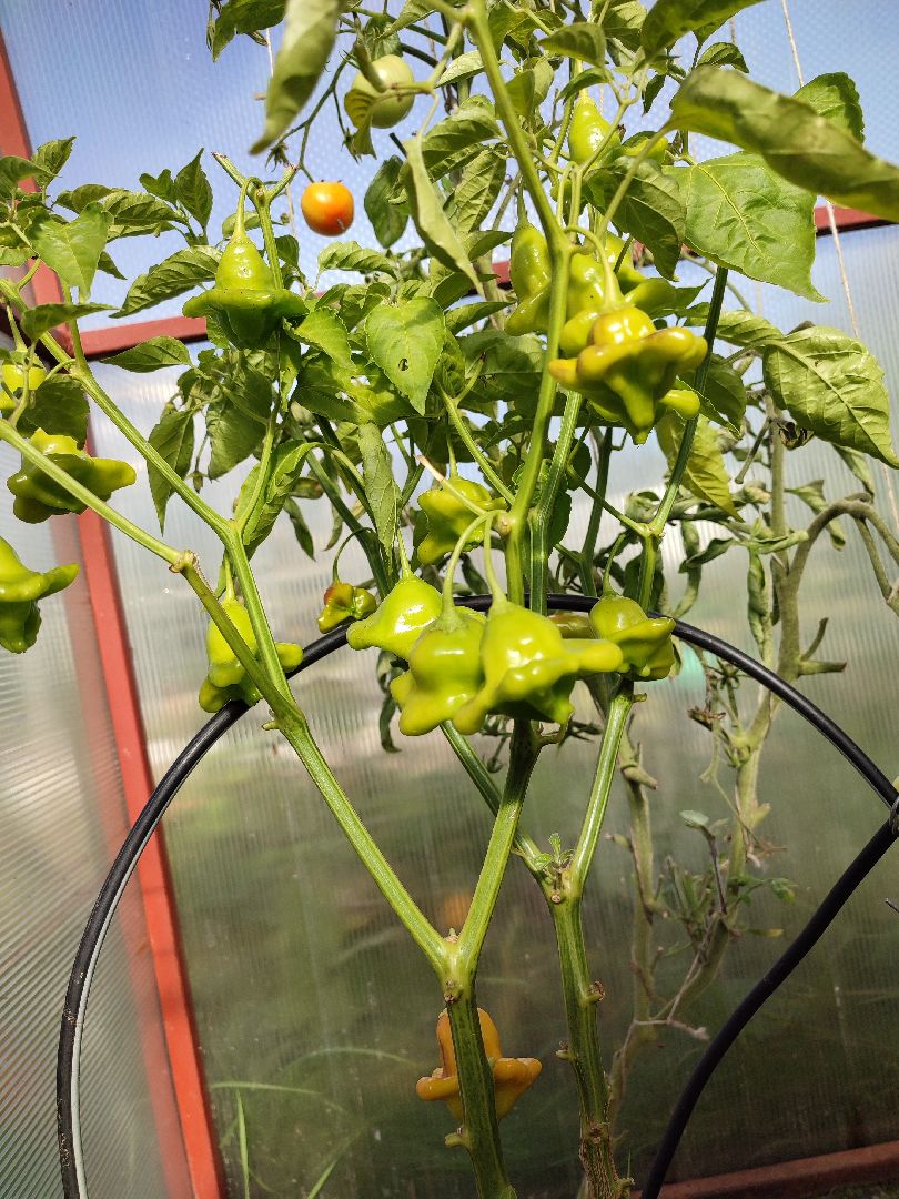 активноедолголетие, заготовки, осень, талдом, подготовкакзиме,