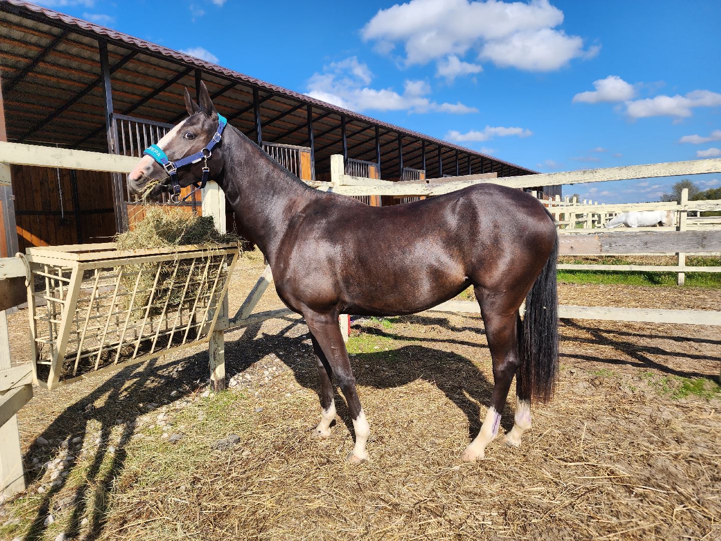 Ступино, карамат, конкур, спорт,