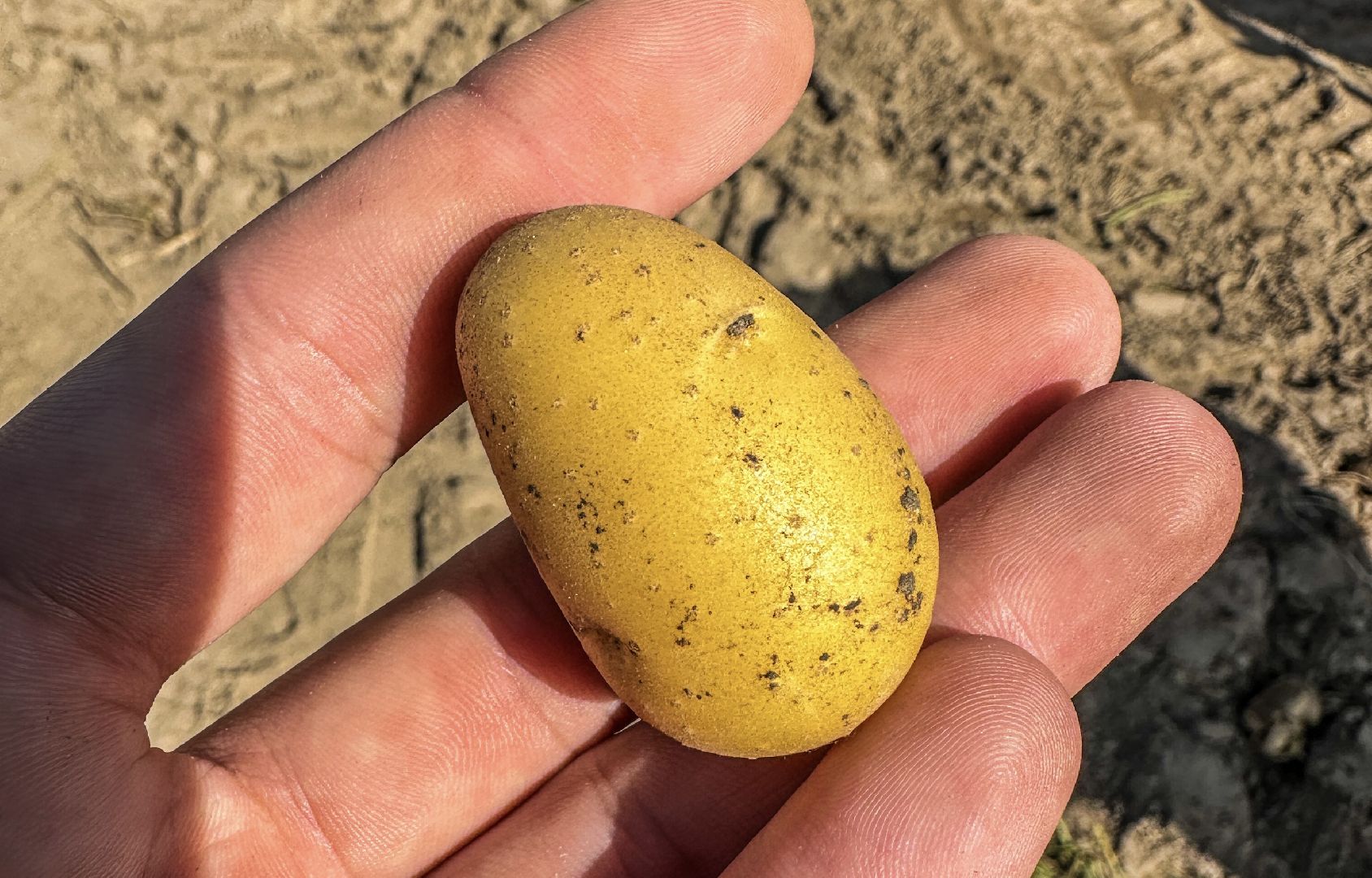 Клин, урожай, картофель