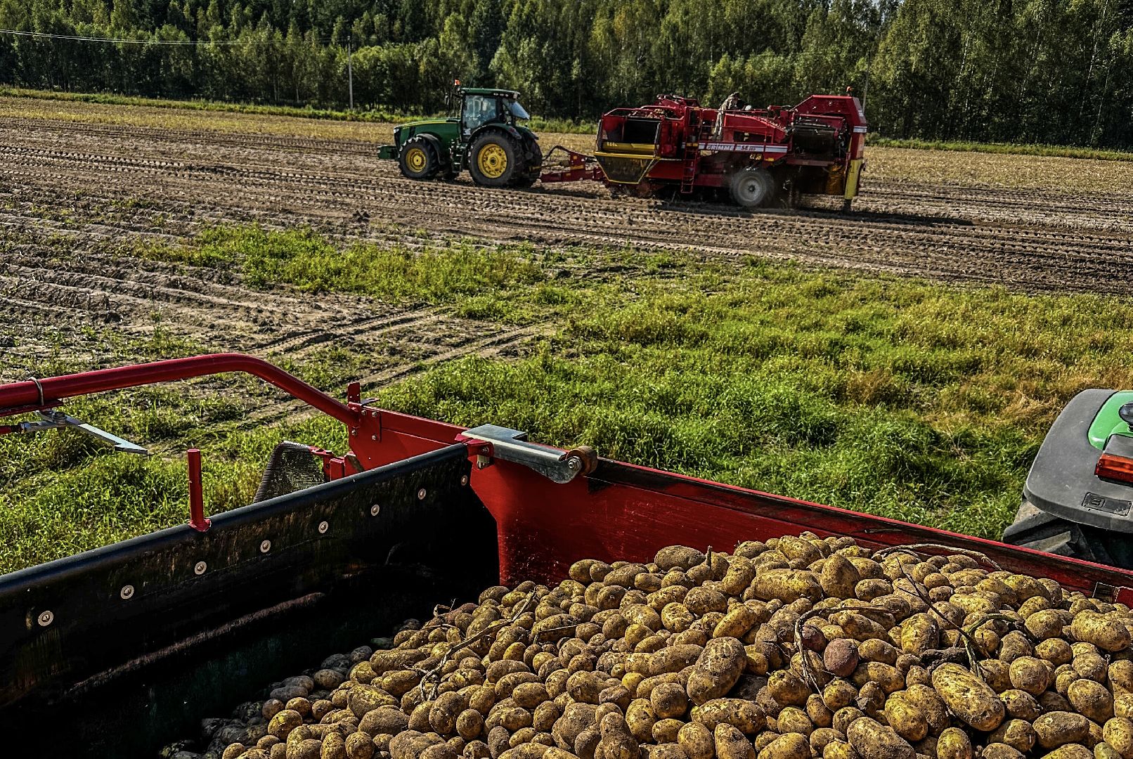 Клин, урожай, картофель