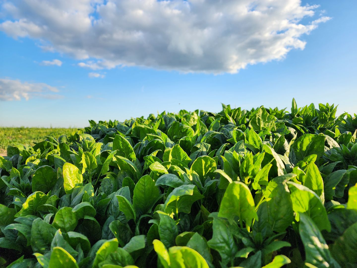 Ступино, сельское хозяйство, шпинат,