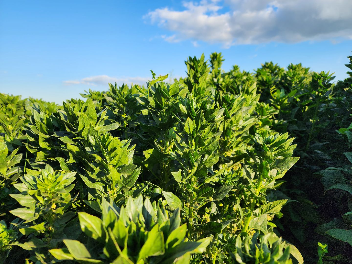 Ступино, сельское хозяйство, шпинат,