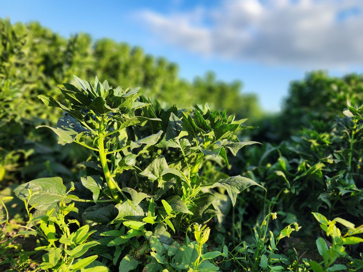 Ступино, сельское хозяйство, шпинат,