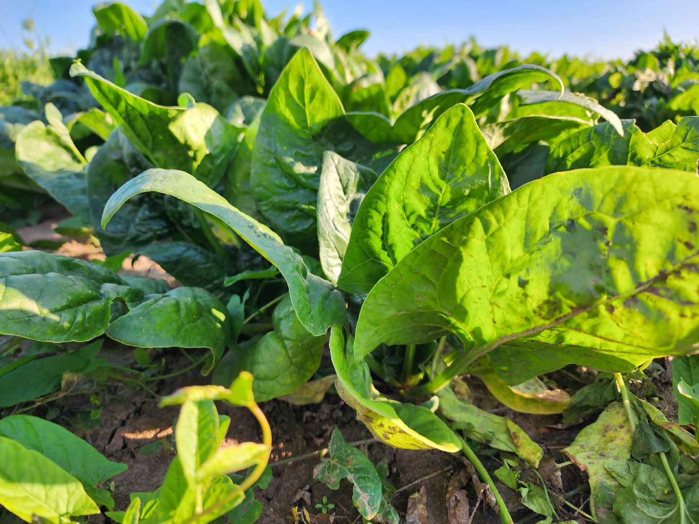 Ступино, сельское хозяйство, шпинат,