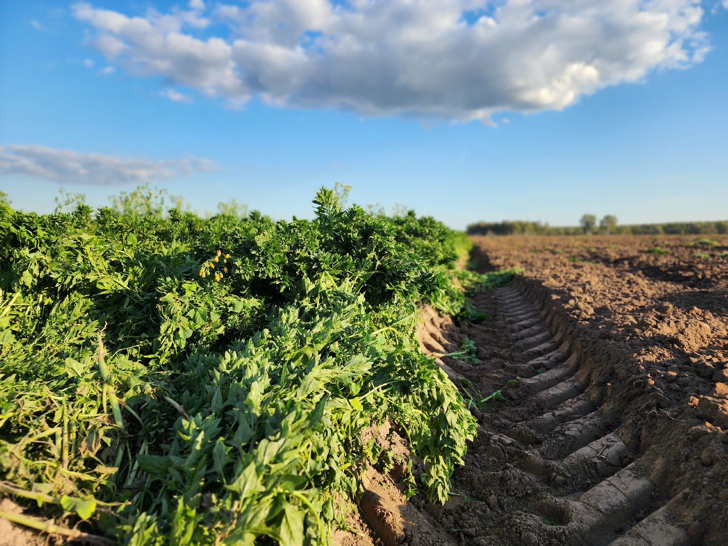 Ступино, сельское хозяйство, шпинат,