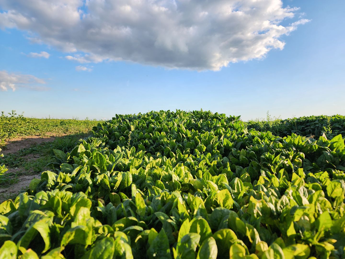 Ступино, сельское хозяйство, шпинат,