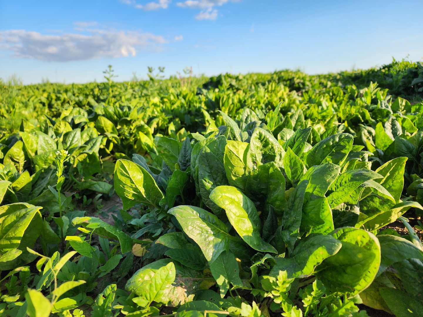 Ступино, сельское хозяйство, шпинат,