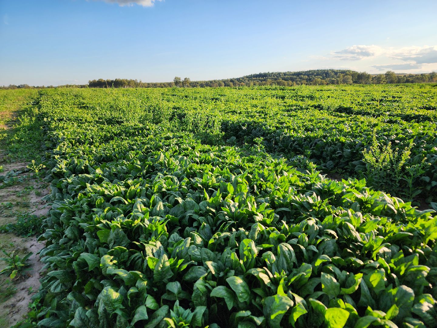 Ступино, сельское хозяйство, шпинат,