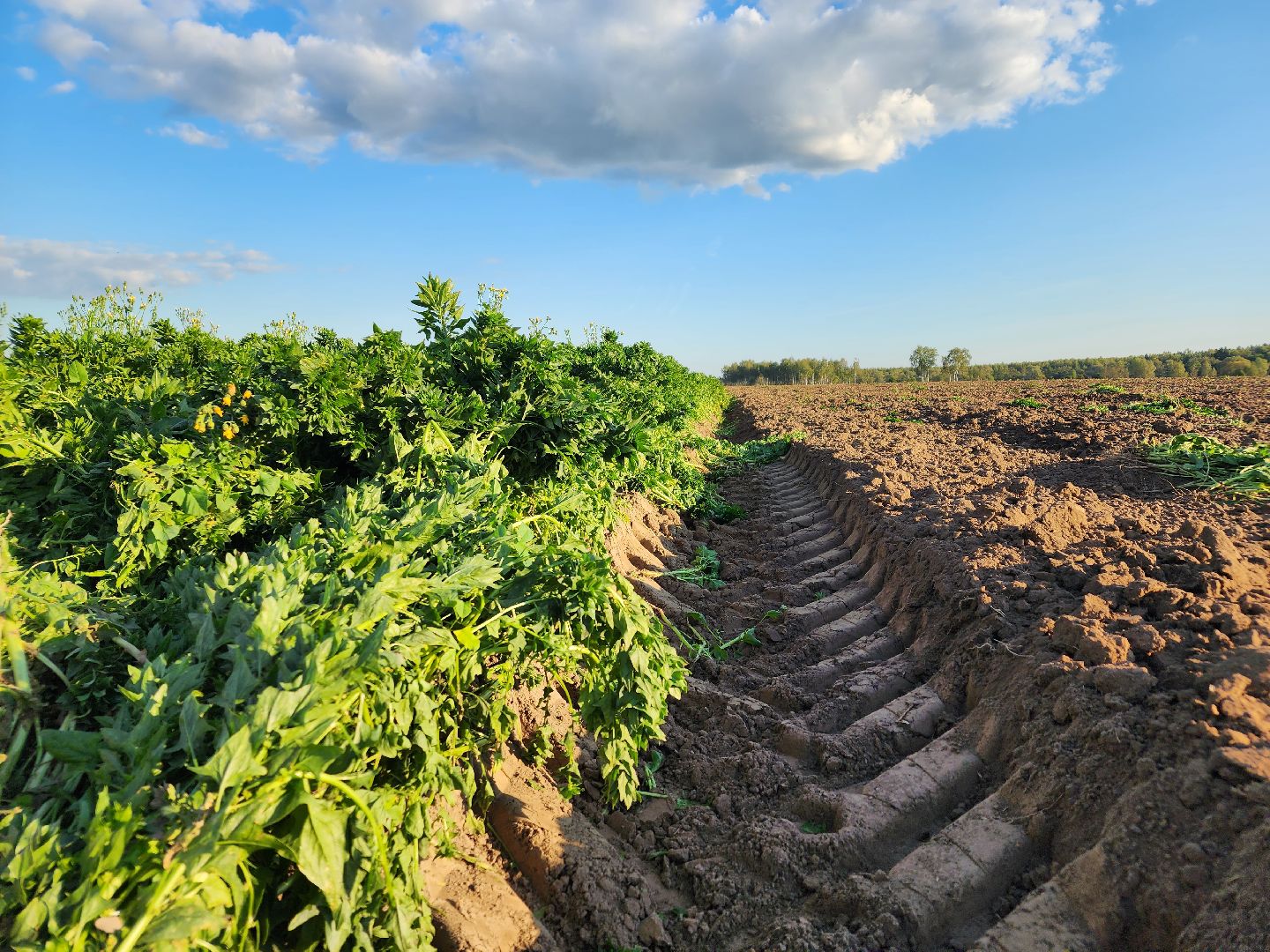 Ступино, сельское хозяйство, шпинат,