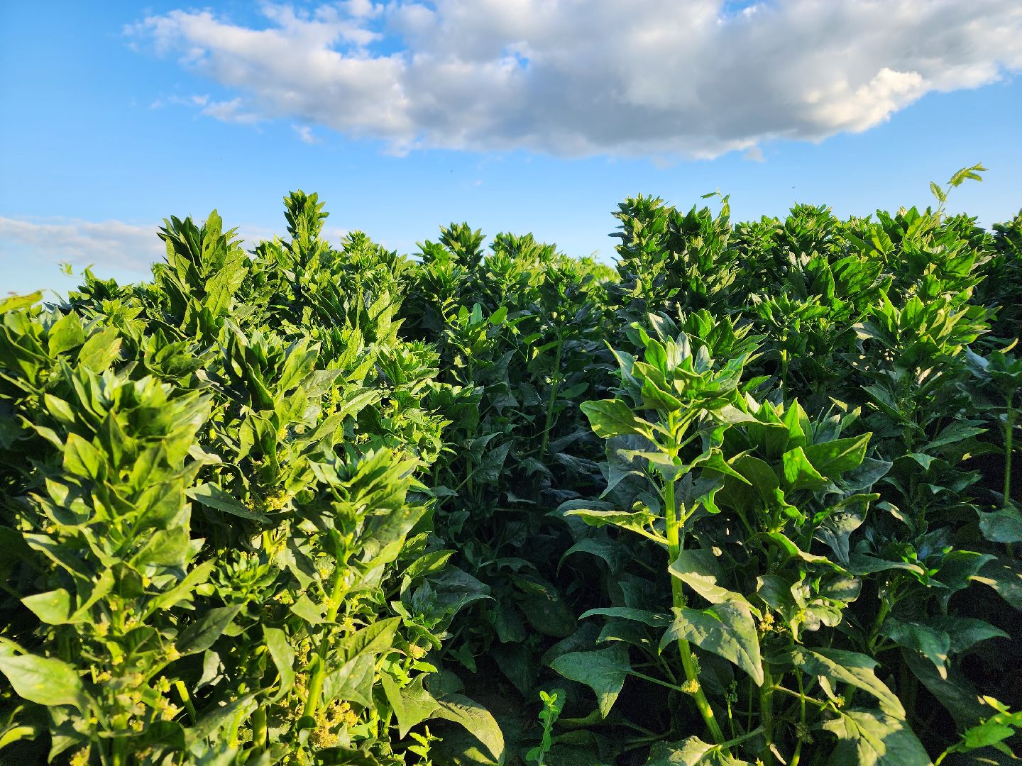 Ступино, сельское хозяйство, шпинат,