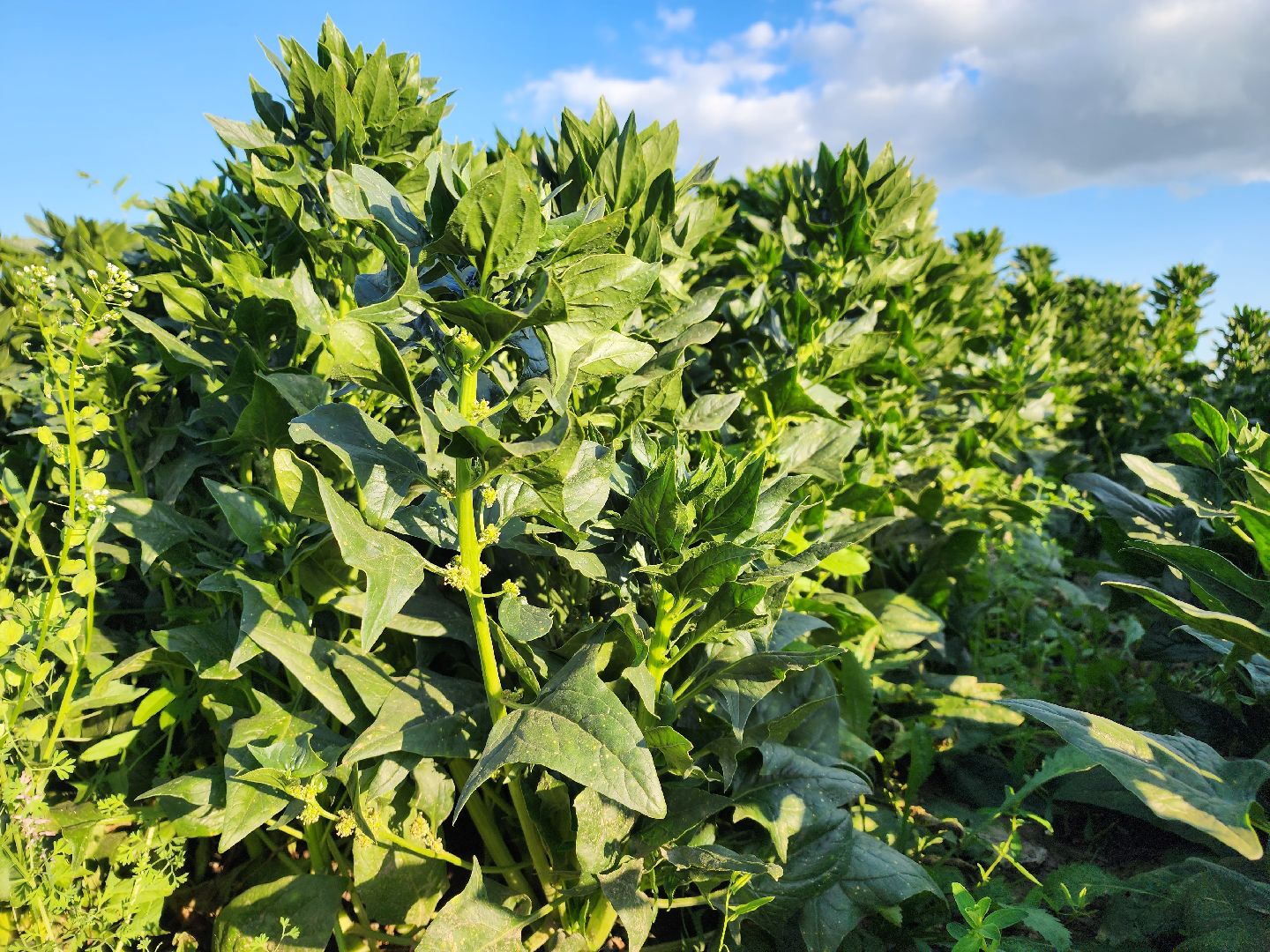 Ступино, сельское хозяйство, шпинат,