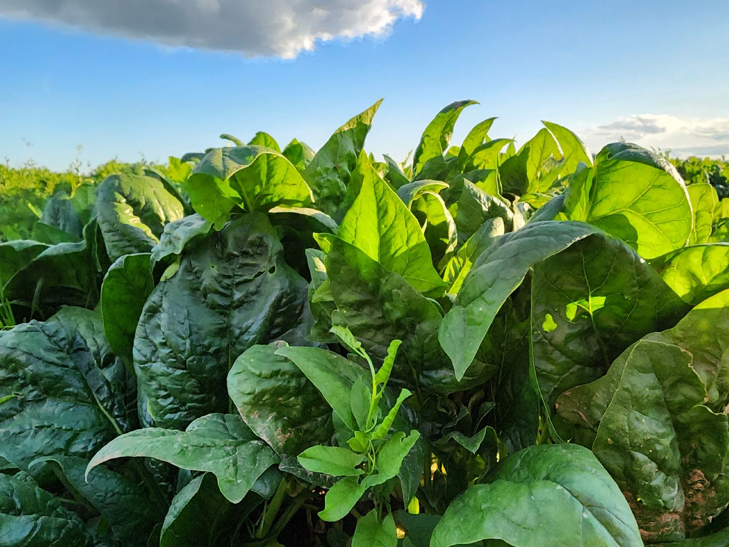 Ступино, сельское хозяйство, шпинат,