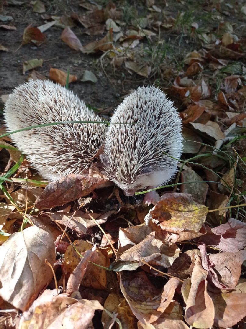 погода, ежи, воскресенск, животные,