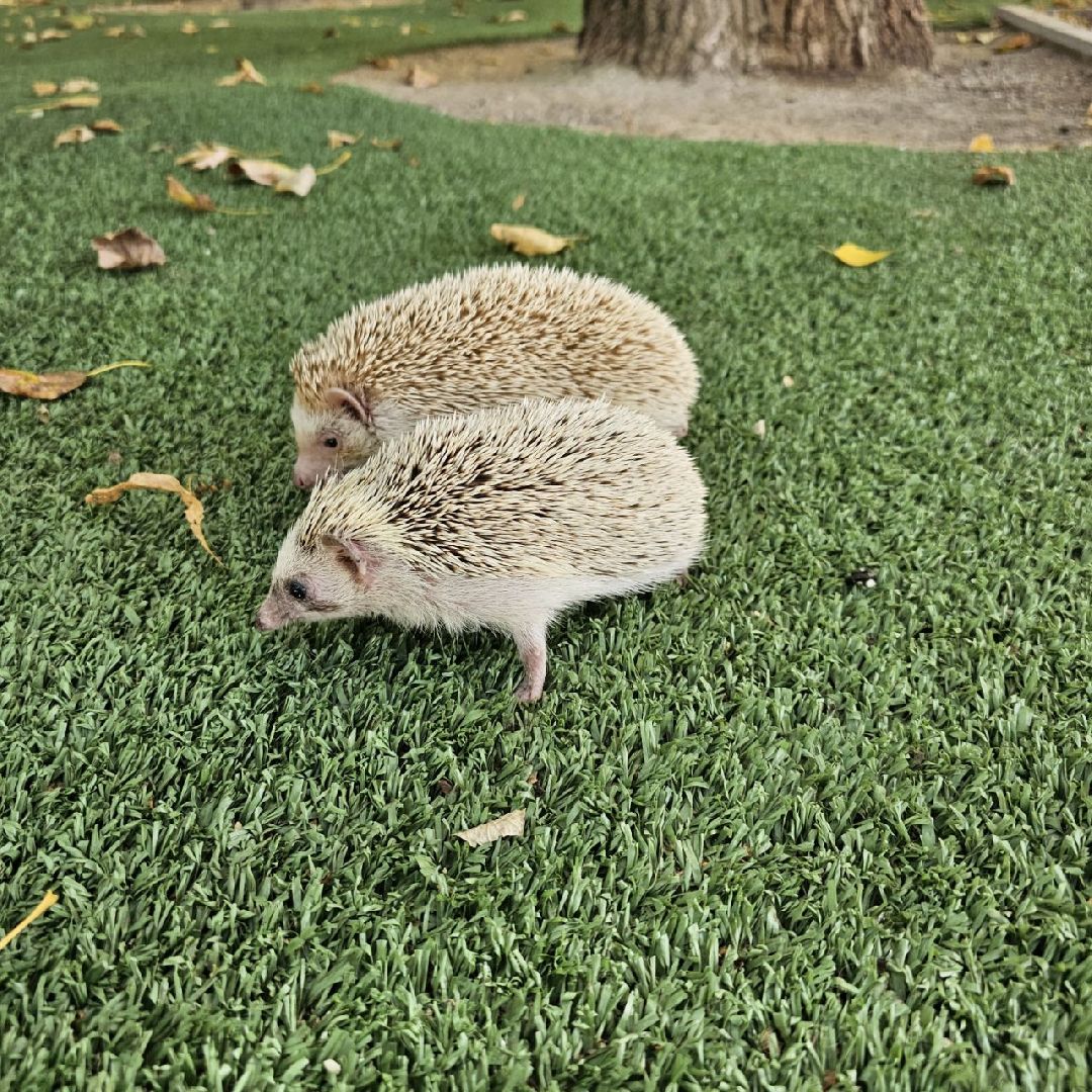 погода, ежи, воскресенск, животные,