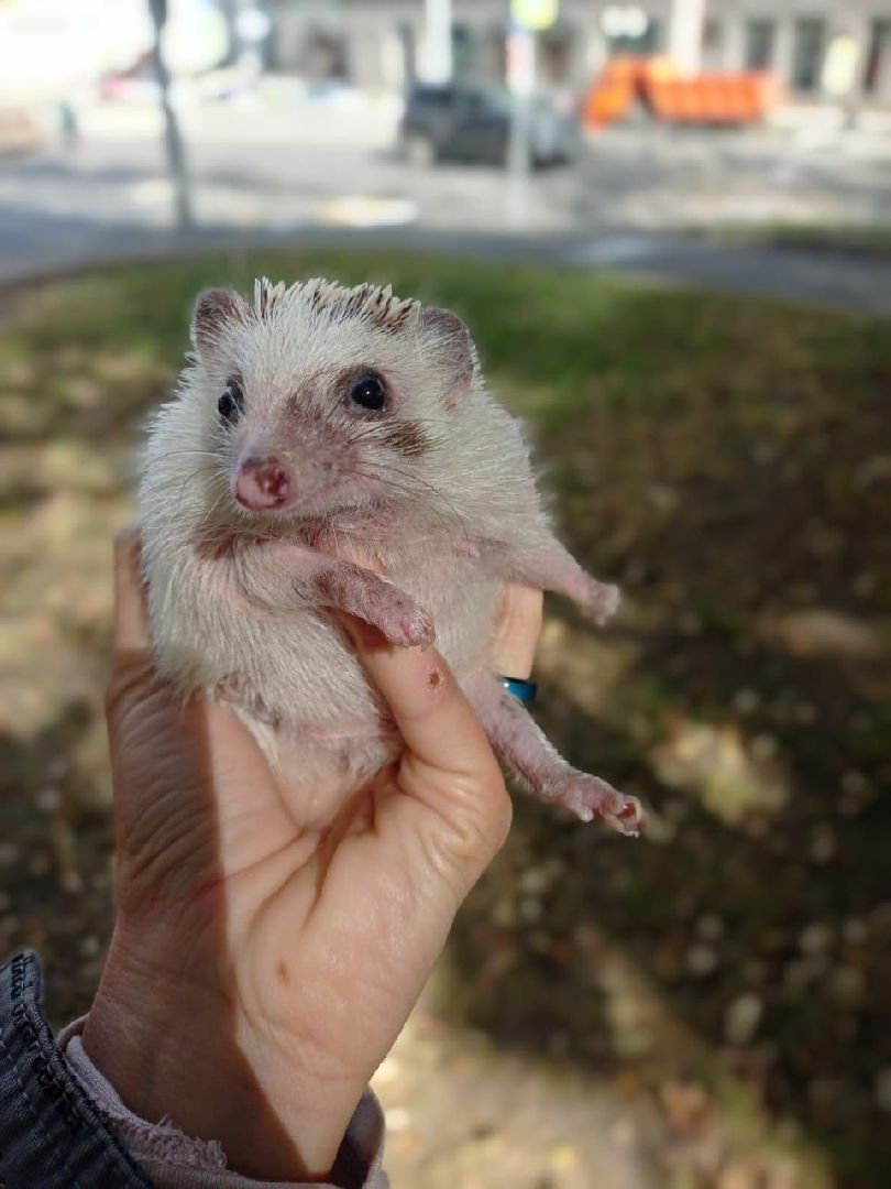 погода, ежи, воскресенск, животные,