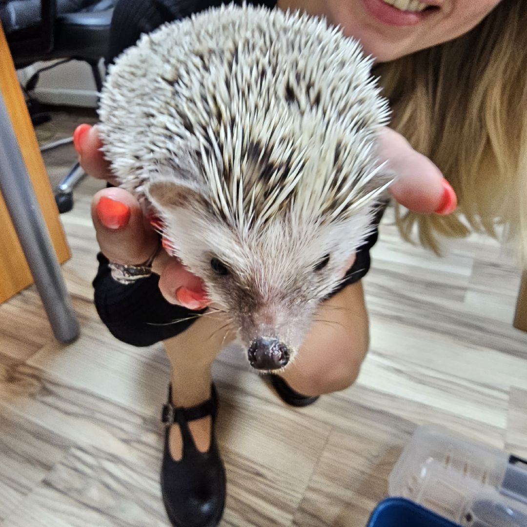 погода, ежи, воскресенск, животные,