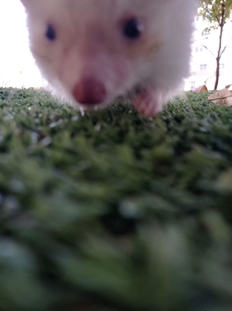 погода, ежи, воскресенск, животные,