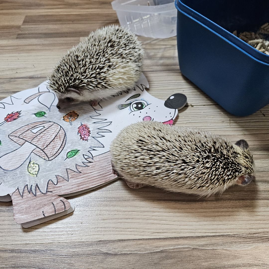 погода, ежи, воскресенск, животные,