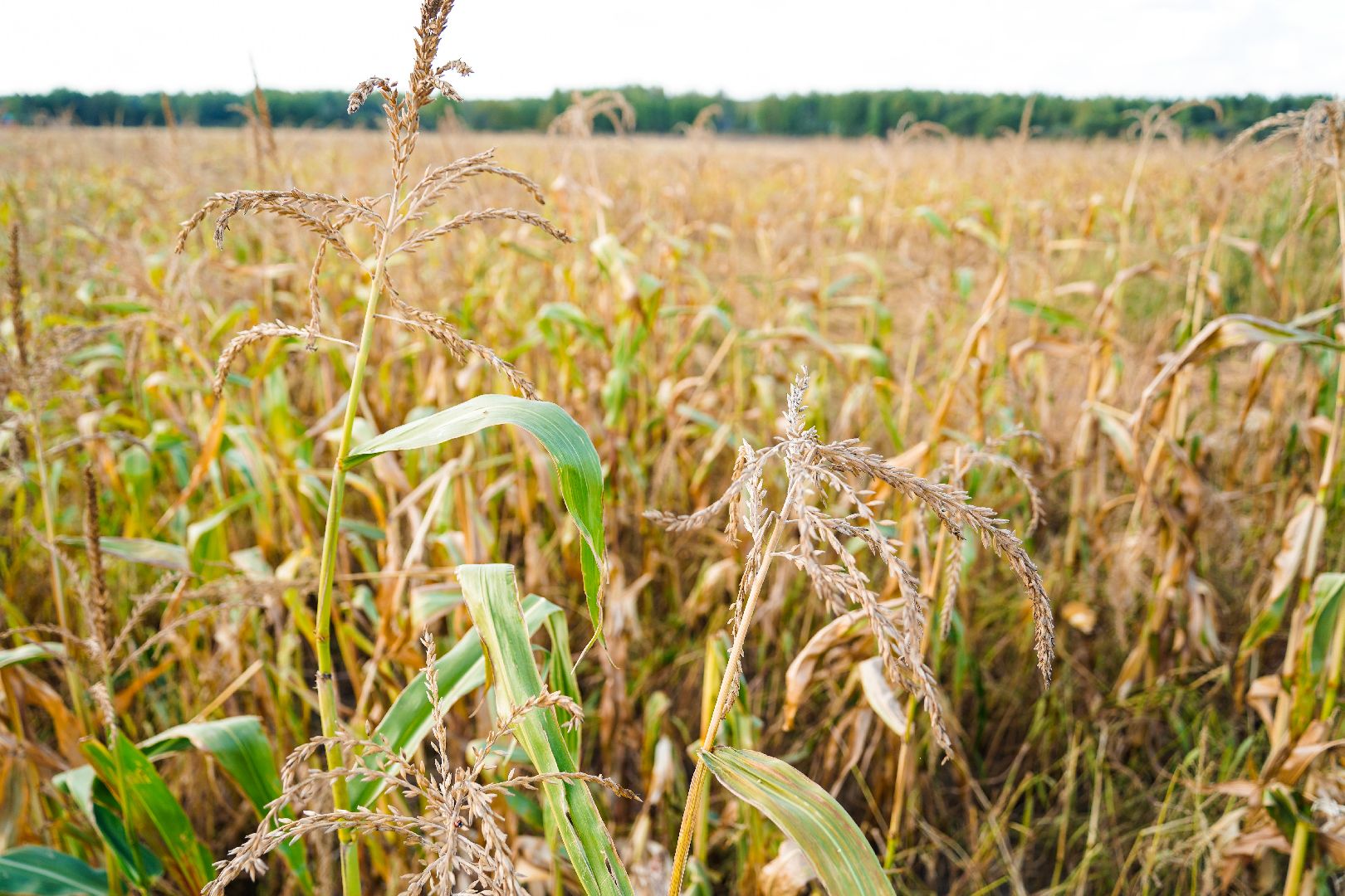 Шатура, АПКШатурский, урожай, сельское хозяйство,