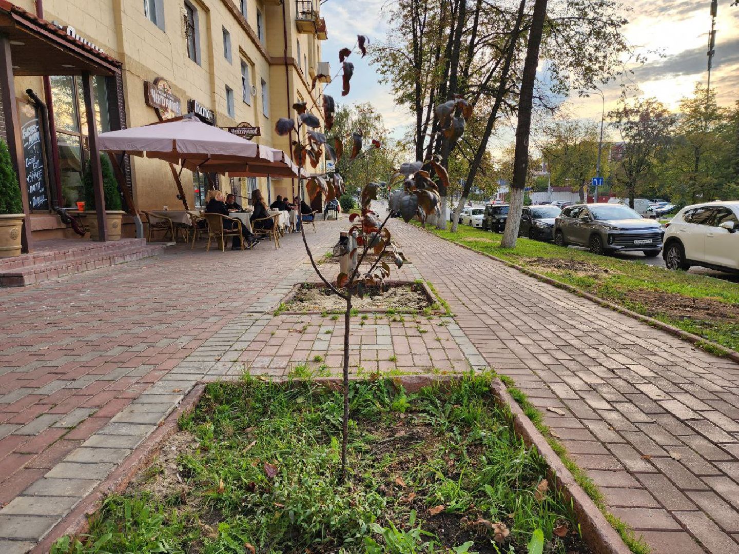 раменское, благоуйстройство, аллея из лип на центральной улице,