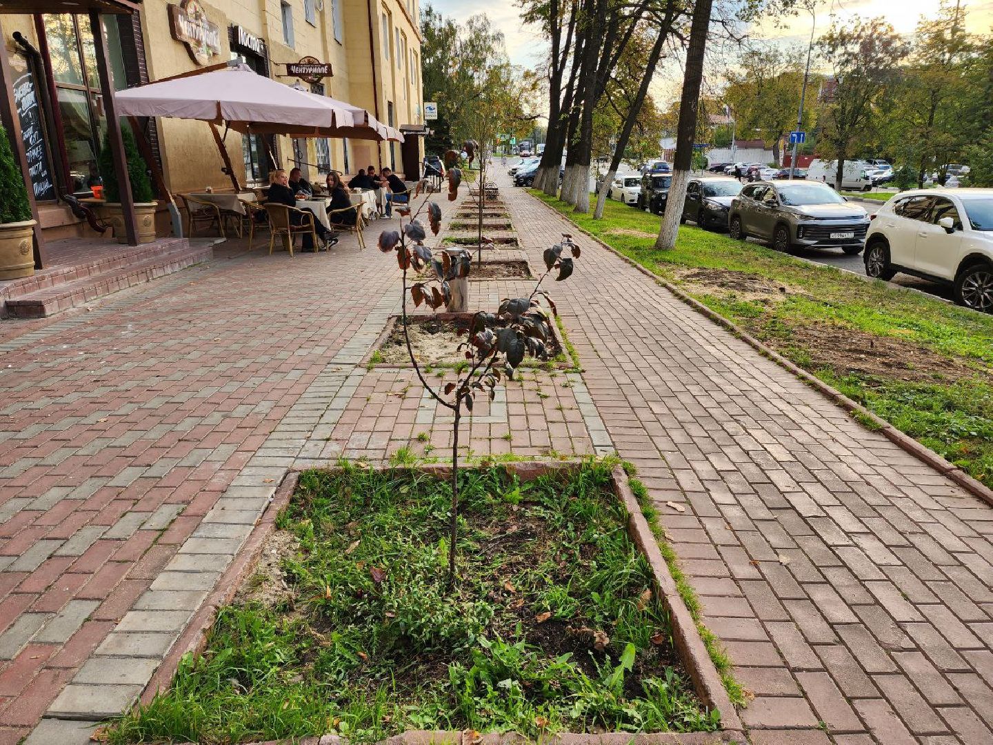раменское, благоуйстройство, аллея из лип на центральной улице,