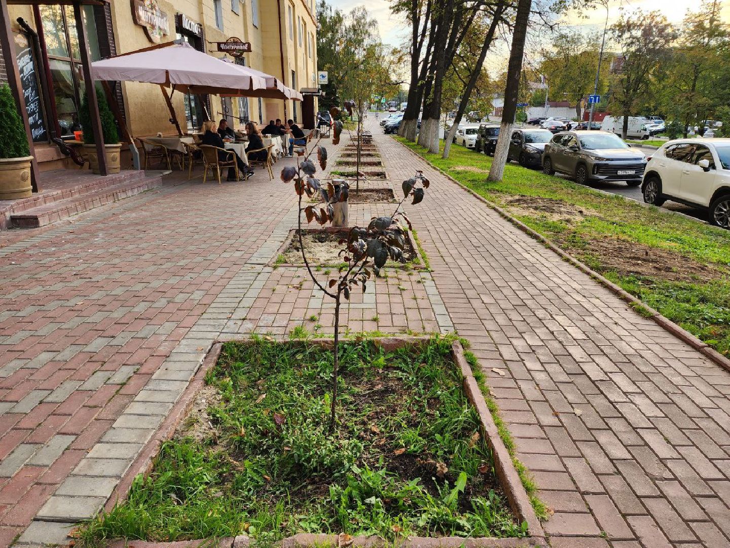 раменское, благоуйстройство, аллея из лип на центральной улице,