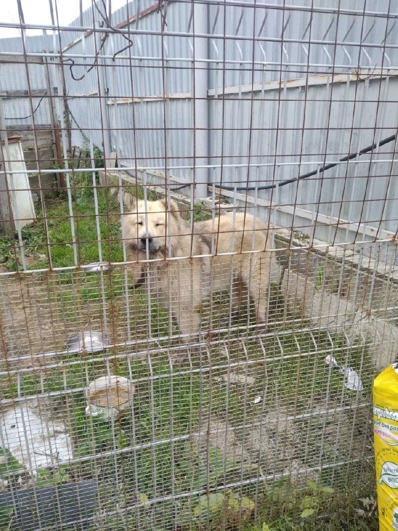 дмитров, карантин, минсельхоз,