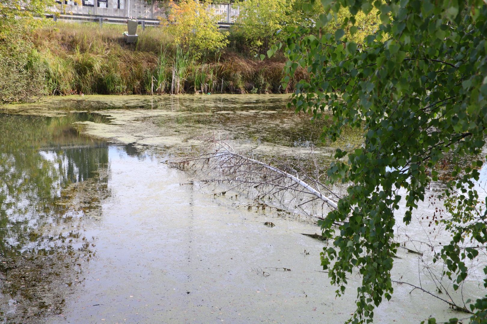 вода россии, воскресенск, благоустройство, жители,